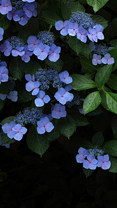 jfy薰衣草采集到植物·花卉