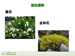 关于成为B站lv6这件事采集到认植物大赛