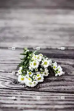 花朵 自然 开花 花壁纸 茎 花束 美丽的花朵 白色的 花瓣
