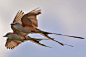 剪尾王霸鹟】相当有趣的一种鸟了，英文是 Scissor-tailed Flycatcher