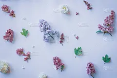 春天,在上面,白色背景,平铺,风景,脆弱,玫瑰,贺卡,法国,边框