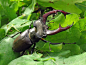 zay4ik:

stag beetle