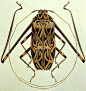 Brigid Edwards Acrocinus longimanus (Harlequin Beetle) 2005