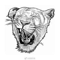 动物针管笔手绘~【插画师：Black and White】 ​​​​