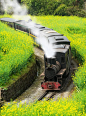 四川省乐山市犍为县正在穿越油菜花海的嘉阳小火车图片素材