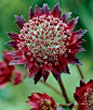 大星芹 Astrantia major L.：属于伞形科植……_来自默默千紫的图片分享-堆糖网