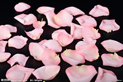 红枣不漂亮采集到◣一花一草一世界❤◢