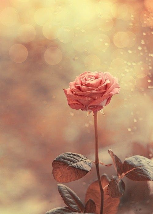 温馨淡雅盛开的玫瑰 可爱的ppt背景图片