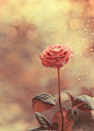 温馨淡雅盛开的玫瑰 可爱的ppt背景图片