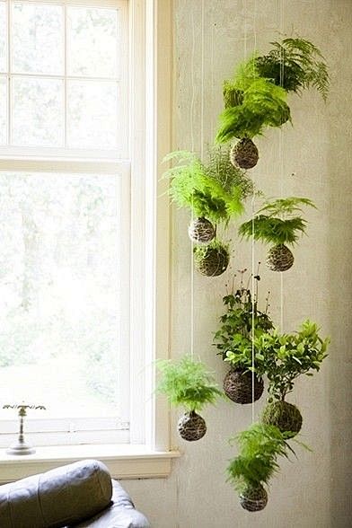 Mini Hanging Ferns