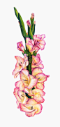花束,白色,花,花瓣,插图画法_88454814_Gladiolas_创意图片_Getty Images China