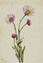 玛丽沃沃尔科特，1860-1940。
Mary Vaux Walcott, 1860-1940.