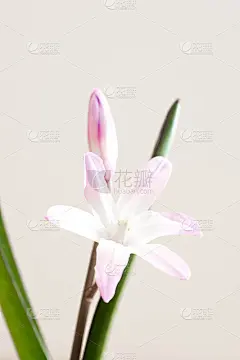 浅紫色可爱的花在白色的背景雪莲