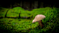Photograph Mushroom by Björn Dahlstrand on 500px