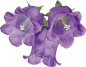 @冒险家的旅程か★
风铃草png 鲜花png 花卉 树叶 叶子 植物鲜花 紫色的花