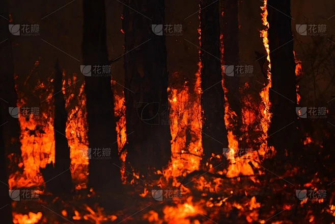 森林大火穿过地表，树干轮廓着火素材-花瓣网