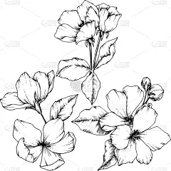 苹果花,植物学,铅笔,壁纸,植物群,春天,植物,花,剪影