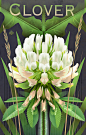 Botanical Graphics: Beneficial Plants : This is a series of graphic botanicals of beneficial wildflower plants.