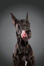 Great Dane female show dog : Great Dane