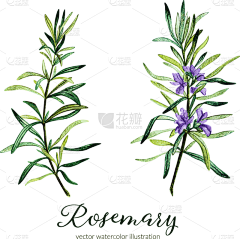 未来づくり采集到植物插画
