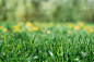 草,春天,背景,夏天,运动模糊,草坪,清新,环境,植物,户外