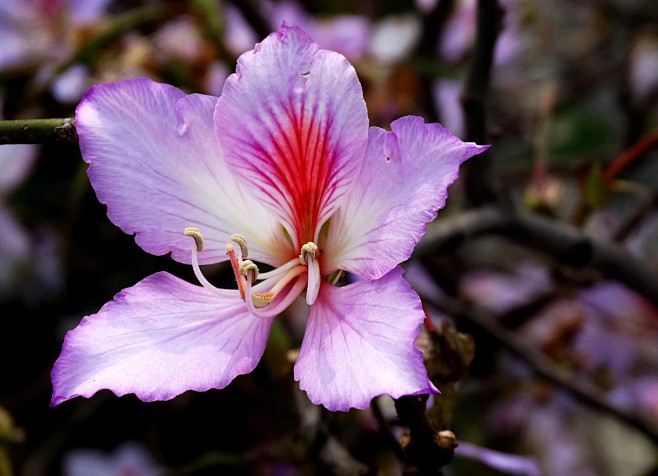 紫荆花1