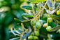 Olives On It’s Tree Branch  by Kuzeytac LSI on 500px