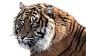 tiger-1526704_960_720