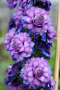 ~Delphinium hybrid ‘Sweet Sensation