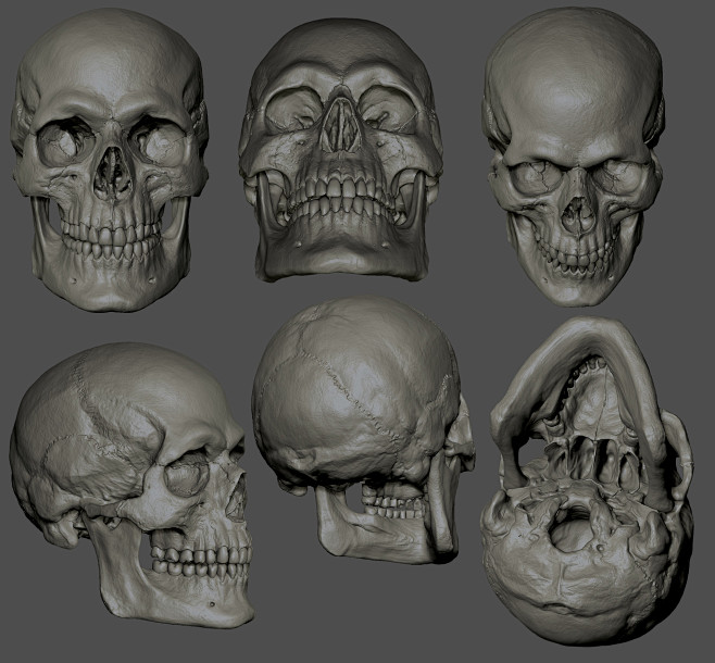 Human Skull Study, J...