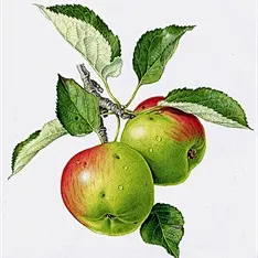 Roger Kent is an illustration artist, specialized in natural history illustrations Historical                           历史插图，历史题材，历史题材插图，历史 food&amp;drink                        食物插图，食物插画，食品，食物，食品插画，食物插画，饮料插图
