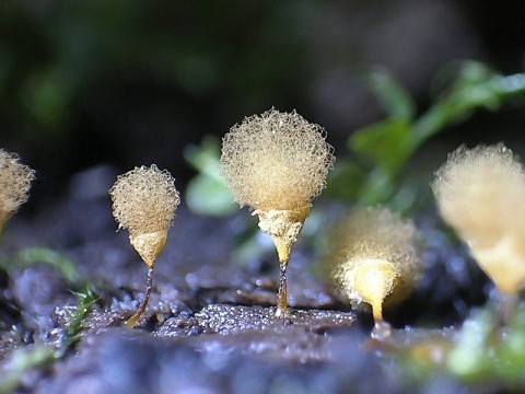 粘液菌类