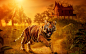 Tiger-close-up-predator-eyes-teeth-house-sunset_2560x1600.jpg (2560×1600)