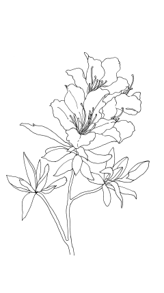 32手绘插画装饰线稿花卉植物线稿手抄报海报免扣元素