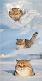 雪地中奔跑的萌胖子