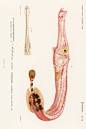 鱼类图鉴●鳞烟管鱼