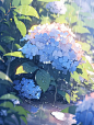 可商素材|绣球花