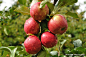 Photograph Apples with Raindrops by Mark Herreid on 500px