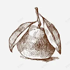 手绘矢量图高清素材 手绘 橘子 矢量图 免抠png 设计图片 免费下载