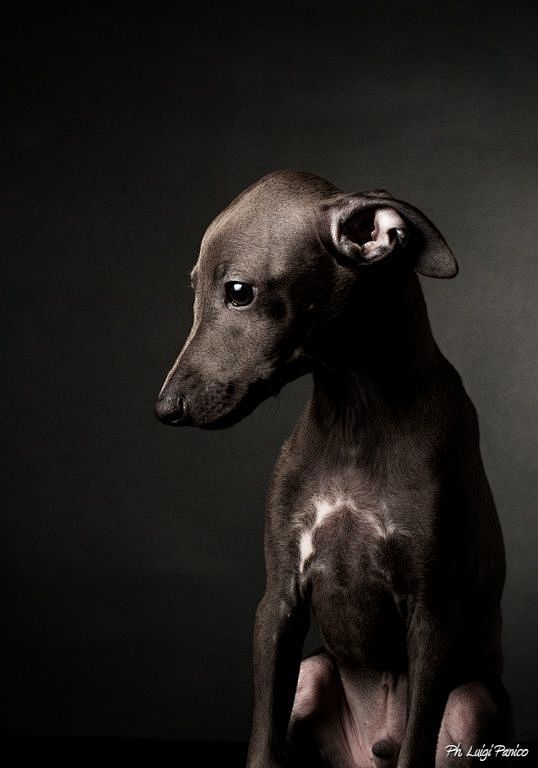 Italian Greyhound - ...