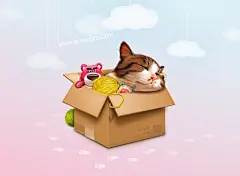 猫咪大icon高清素材