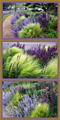 [Oh, what a little purple can do, to compliment ornamental grasses!] Landscaping by Thomas Rainer
