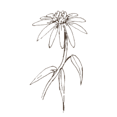 抢名字采集到植物素材