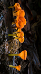 科尔科瓦杜国家公园的盘菌 (© Alex Hyde/Minden Pictures)

现在这种阴冷潮湿的季节正是蘑菇生长的旺季，各种各样的菌类如雨后春笋般从地里纷纷探出头来，但如果要找到壁纸中的这个独特的物种，你必须前往热带地区。壁纸中这种杯状的真菌叫做盘菌，它们生长在哥斯达黎加的热带雨林地面上。和其它真菌一样，它们可以作为分解器，帮助分解生态系统中死去的植物和动物。它们独特的杯形有助于孢子的传播——杯子形状有助于雨滴将孢子溅到真菌可以传播的森林中。

2018-11-09

北美洲, 哥斯达黎加, 科