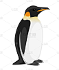 Adult emperor penguin. Arctic animal, cartoon flat