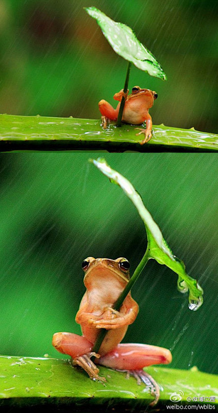 【印尼树蛙撑起小树叶挡雨】日前，印尼东爪...