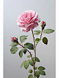 有一种花，叫蔷薇花，它的花语是:爱的思念。盛开的蔷薇给予人对爱情的憧憬，然而爱情