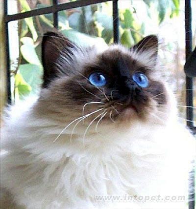 喜马拉雅猫