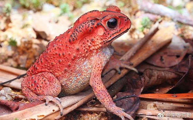 感觉这是一只喝过酒的黑眶蟾蜍我也是第一回看到这