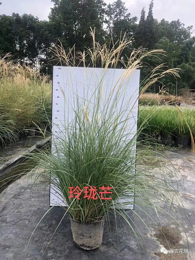 玲珑芒 高80-120CM，冠50-60CM，2加仑